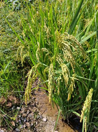 임호수님의 기타작물 · 영농일지 작성글 사진