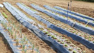 장흥 모경화 님의 기타작물 · 영농일지 작성글 사진