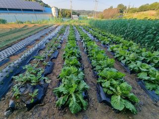 권병☆님의 배추 · 영농일지 작성글 사진