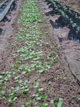 팜모닝 기타작물·영농일지 게시글 이미지