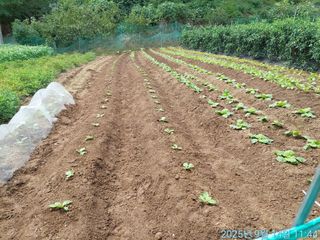 황대헌님의 배추 · 영농일지 작성글 사진