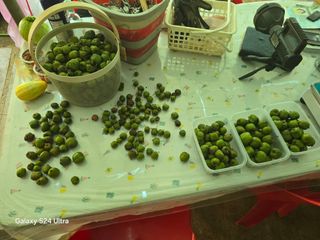 김종협님의 기타작물 · 영농일지 작성글 사진