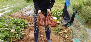 여우야님의 고구마 · 영농일지 작성글 사진