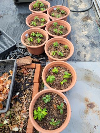 박치문님의 기타작물 · 영농일지 작성글 사진