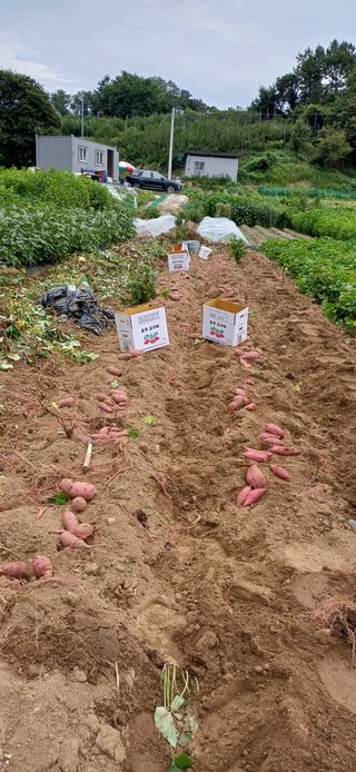 여우야님의 고구마 · 영농일지 작성글 사진