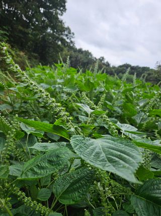 감7768님의 들깨 · 영농일지 작성글 사진