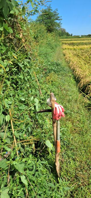 이복길님의 벼 · 영농일지 작성글 사진