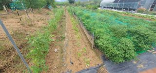 박상중님의 배추 · 영농일지 작성글 사진