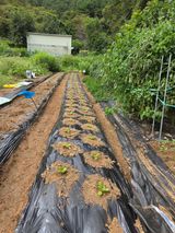 팜모닝 기타작물·영농일지 게시글 이미지