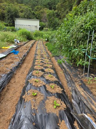 조희빈님의 기타작물 · 영농일지 작성글 사진