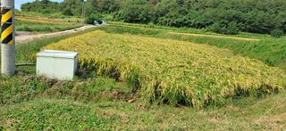 이복길님의 벼 · 영농일지 작성글 사진