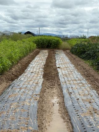 토끼풀님의 마늘 · 영농일지 작성글 사진