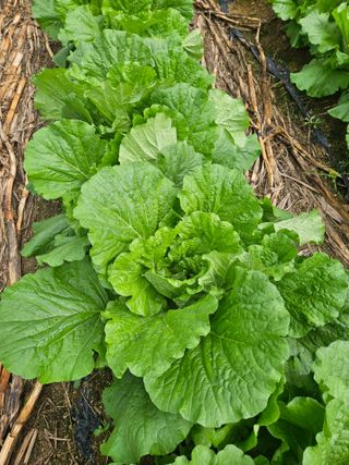 감7768님의 기타작물 · 영농일지 작성글 사진