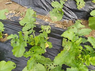 김진현님의 배추 · 영농일지 작성글 사진