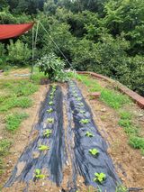 팜모닝 기타작물·영농일지 게시글 이미지