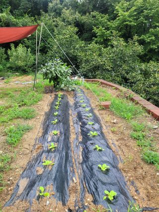 화양초보님의 기타작물 · 영농일지 작성글 사진