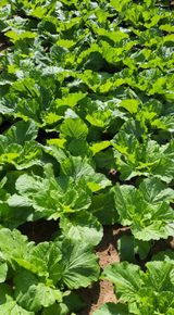 팜모닝 배추·영농일지 게시글 이미지