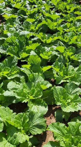 김종명님의 배추 · 영농일지 작성글 사진