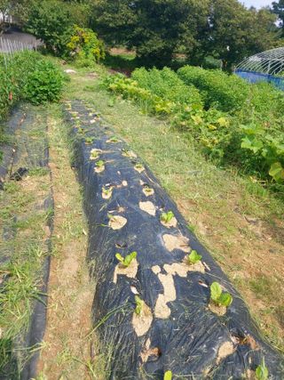 미카엘농장님의 기타작물 · 영농일지 작성글 사진