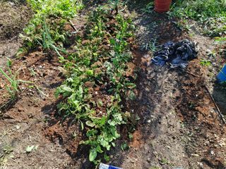 매실향기차향기님의 기타작물 · 영농일지 작성글 사진