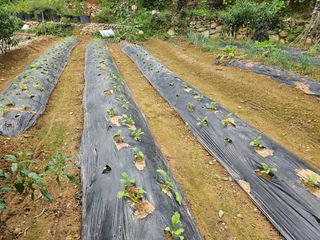 연모 자연의행복님의 배추 · 영농일지 작성글 사진