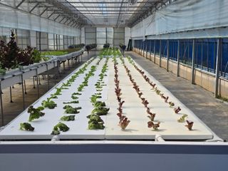 JWD670님의 상추 · 영농일지 작성글 사진