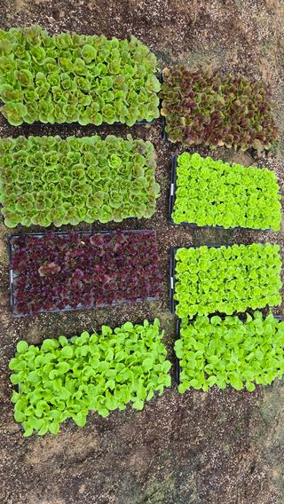 최경숙님의 상추 · 영농일지 작성글 사진