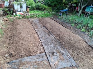 헤이쥬회원님의 마늘 · 영농일지 작성글 사진