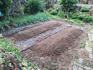 헤이쥬회원님의 마늘 · 영농일지 작성글 사진