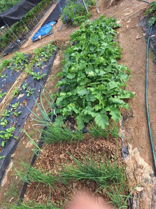 코알라님의 호박 · 영농일지 작성글 사진