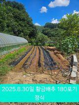 팜모닝 기타작물·영농일지 게시글 이미지