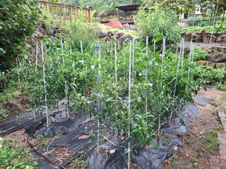 헤이쥬회원님의 마늘 · 영농일지 작성글 사진