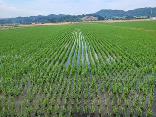 김춘성님의 기타작물 · 영농일지 작성글 사진