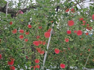 또바기사과(이훈희)님의 사과 · 영농일지 작성글 사진