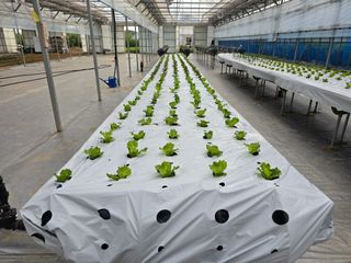 JWD670님의 상추 · 영농일지 작성글 사진