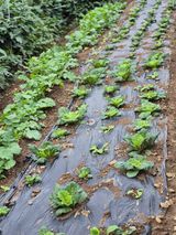 팜모닝 기타작물·영농일지 게시글 이미지