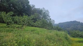 장정규님의 복숭아 · 영농일지 작성글 사진