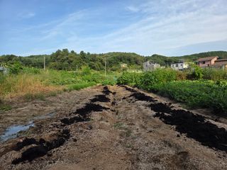 김윤회님의 상추 · 영농일지 작성글 사진