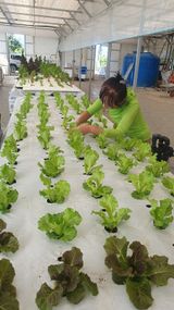 팜모닝 상추·영농일지 게시글 이미지