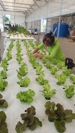 JWD670님의 상추 · 영농일지 작성글 사진