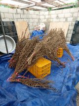 팜모닝 기타작물·영농일지 게시글 이미지