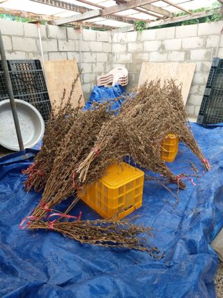 미카엘농장님의 기타작물 · 영농일지 작성글 사진