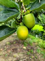 팜모닝 감·영농일지 게시글 이미지