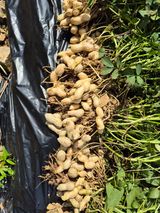 팜모닝 기타작물·영농일지 게시글 이미지