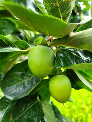 곶감님의 감 · 영농일지 작성글 사진