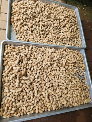 연모 자연의행복님의 배추 · 영농일지 작성글 사진