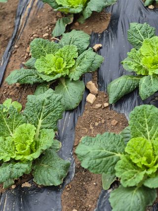 농부님.모두.모두힘님의 기타작물 · 영농일지 작성글 사진