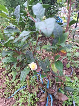 코알라님의 호박 · 영농일지 작성글 사진