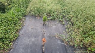 장정규님의 복숭아 · 영농일지 작성글 사진