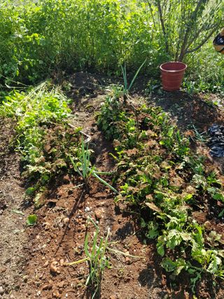 매실향기차향기님의 기타작물 · 영농일지 작성글 사진